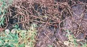 Dormancy period and dealing with brown patch. Take All Root Rot On St Augustine Grass