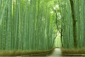 Bamboo comprises more than 1200 species of usually woody, perennial plants in the true grass family poaceae, occurring primarily in tropical, subtropical, and temperate regions in asia, africa, and the americas. Arashiyama Sagano And Tenryu Ji Temple Morning Walking Tour 2021 Kyoto