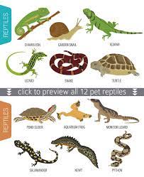 Pet Reptiles And Amphibians Set Reptiles Pet Reptiles And Amphibians Reptiles