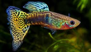 Pesci Tropicali Color Fish