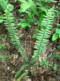 Image result for Aspleniaceae