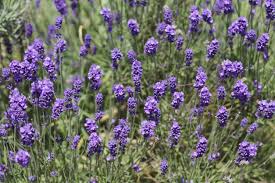 They do not like the smell of it. 27 Different Types Of Lavender And Benefits Of Growing It Home Stratosphere