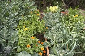 What to plant together in the garden. Companion Planting What To Plant Together What To Keep Away Yardyum Garden Plot Rentals