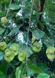 Image result for Pterocarpus indicus