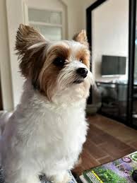 Image result for white yorkshire terrier