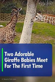The San Diego Zoo Had Two Baby Giraffes That Needed Hand Raising They Decided To Put Them Together So They Could Be Be Giraffe Baby Giraffe Baby Animal Videos