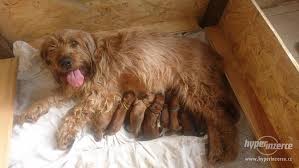 Image result for štýrský brakýř