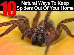 Think farming, reduced spiders could cause issues. 10 Natural Ways To Keep Spiders Out Of Your Home Get Rid Of Spiders Spider Pest Control