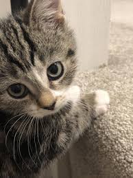 she may look innocent but shell steal your breakfast as soon as your backs turned cats kittens cutest crazy cats