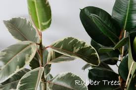 The name rubber originates from the material's ability to erase pencil marks; Rubber Plant Care Tips Pictures And Ficus Elastica Varieties
