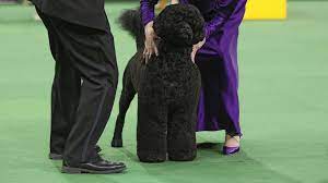 Physically he is lively and athletic, poised for any activity. Westminster Kennel Club Show Top 5 Dogs To Look Out For Abc News