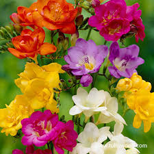 Image result for Freesia grandiflora