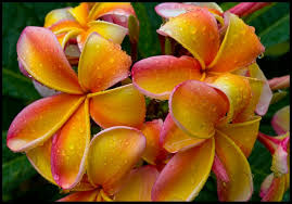 Frangapani Apricot Rain Drops 2 Pretty Flowers Plumeria Frangipani