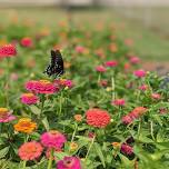 Flower Picking