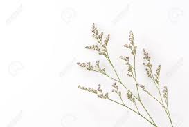 Maybe you would like to learn more about one of these? Caspia For Filler Flowers On White Background Stock Photo Picture And Royalty Free Image Image 44356462