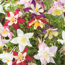 Image result for Aquilegia vulgaris Tower Mix