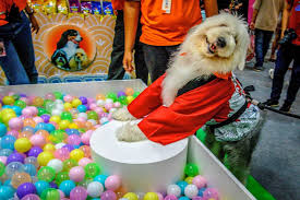 Make sure to stop by our booth to see the latest pet trends! Pet Expo Thailand 2020 South China Morning Post