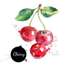 Hand Drawn Watercolor Painting Cherry On White Background Vector Illustration Of Berry Dessin Fruits Fruits Aquarelle Dessin Legumes