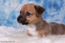 Informiere dich über neue chihuahua mischling kaufen. Kh Und Lh Chihuahua Mix Welpen In Allem Farben 353812