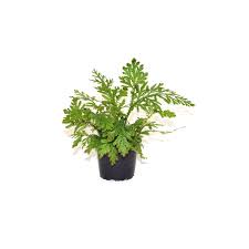 Image result for Selaginellaceae