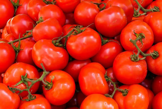 Tudo sobre tomate | Wikifarmer
