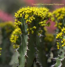 Image result for Savannosiphon euryphyllus