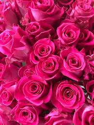 See more ideas about pink aesthetic, pastel aesthetic, pink. Neon Pink Flower Wallpapers Top Free Neon Pink Flower Backgrounds Wallpaperaccess