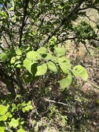 Image result for Balanites maughamii