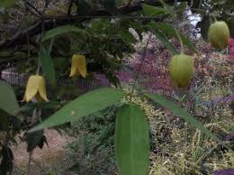 Image result for Clematis dolichopoda