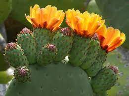 Often adorned with the red/purple fruits about three years ago i got a dream come true (will also tell how different a person i am). The Great Opuntia Genus Prickly Pear Cactus Unusualseeds