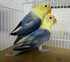 Lovebird jenis parblue sampai sekarang masih menjadi buah bibir di kalangan kicaumania indonesia. High Quality Par Blue Lovebirds For Sale In Monrovia California Classified Americanlisted Com