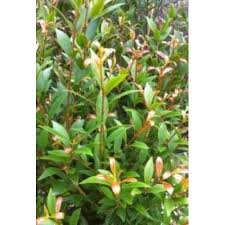 Acmena Smithii Minor Dwarf Lilly Pilly For Those Who Only Want A Screen To Approx 3 4 Meters This Is Perfect Low Maintenance Australian Plants