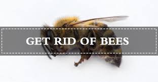 Generally the bumble bees use old holes in the ground from rodents. 15 Safe Ways To Get Rid Of Bees Naturally Fast Pest Wiki