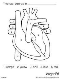How to print these heart color pages. Valentine S Day Anatomical Heart Color By Number Human Body Activities Heart Coloring Pages Human Body Crafts