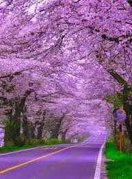  48 Ide Sakura Wallpaper Bunga Sakura Bunga Pemandangan