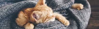 Because adverse reactions to the chlamydia vaccine happen more frequently than adverse reactions to the disease, and because. Kitten Vaccinations Scheduling Immunization Shots Mission Ridge Animal Hospital