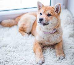 Pada kesempatan kali ini kita akan menjelaskan materi bahasa inggris yang berhubungan dengan animal atau hewan. Soal Descriptive Text Describing Animals Dimensi Bahasa Inggris