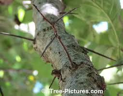 See varieties such as washington hawthorn, english hawthorn, and crusader. Hawthorn Tree Pictures Images Photos Facts On Hawthorns
