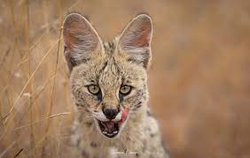 Heinrich Neumeyer Wildlife Photography Facebook