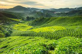 We did not find results for: Tea Plantation Cameron Highlands Malaysia Stock Photo Picture And Royalty Free Image Image 32866325