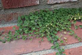Image result for Dichondra