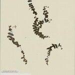 Image result for Oldenlandia hockii