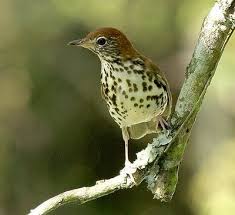 Wood Thrush Bird Symbolism Bird Lovely Creatures Backyard Birds