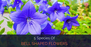 You are here » types of flowers » 300+ types of flowers + flower names » flowers that start with y. 5 Species Of Bell Shaped Flowers