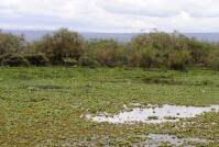 Image result for Cyperus hemisphaericus