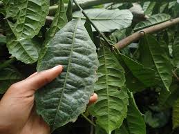 Image result for Xymalos monospora