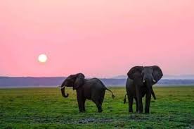 Maybe you would like to learn more about one of these? Ndovu Kuu Home Facebook