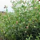 Image result for Zygophyllum cuneifolium