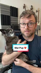 Remembering Mar Pup: A Tribute to Our Beloved Companion