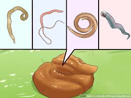 How To Identify Different Dog Worms With Pictures Wikihow